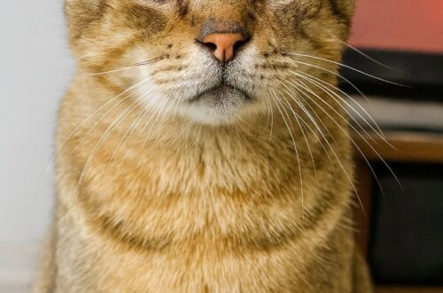 Gatto anziano ignorato al rifugio trova una casa dopo l’abbandono Un gatto anziano, lasciato in rifugio dopo una vita in famiglia, è stato adottato da chi ha saputo guardare oltre l’età. Nel rifugio era quello che molti superavano senza fermarsi. Troppo anziano per chi cercava un cucciolo, troppo silenzioso per attirare subito l’attenzione, troppo segnato dal tempo per rientrare nell’immagine del gatto da adottare al primo sguardo. Eppure aveva occhi difficili da dimenticare: dolci, stanchi, pieni di una rassegnazione quieta. Non miagolava per farsi notare. Non si avvicinava alle grate con insistenza. Restava nel suo spazio, osservando chi passava, come se avesse smesso di credere davvero nella possibilità di essere scelto. Il gatto anziano lasciato in rifugio dopo una vita in famiglia Chi è entrato quel giorno nel rifugio non aveva un progetto preciso. Non cercava necessariamente un gatto, né immaginava di uscire con un nuovo compagno. Poi ha incrociato quello sguardo e si è fermato. Una volontaria gli ha raccontato la storia del gatto: aveva vissuto in una famiglia, poi era stato abbandonato quando l’età aveva iniziato a pesare. Il pelo ormai spento, alcune cicatrici e i movimenti lenti raccontavano un passato non semplice. Per molti visitatori, quei segni erano diventati un motivo per passare oltre. Eppure, avvicinandosi alla gabbia, è successo qualcosa. Il gatto ha emesso un suono leggero, quasi una fusa appena accennata. Quando gli è stata tesa la mano, ha appoggiato la testa contro il palmo, con la delicatezza di chi chiede fiducia senza pretenderla. L’adozione e la nuova vita in casa Da quel momento la decisione è arrivata con naturalezza. Il gatto anziano ha lasciato il rifugio ed è entrato in una casa nuova, portando con sé timidezze, paure e abitudini da ricostruire. I primi giorni non sono stati immediati. Si nascondeva, osservava da lontano, controllava ogni rumore e ogni movimento. Aveva bisogno di capire se quel posto fosse davvero sicuro, se quella presenza umana sarebbe rimasta, se l’abbandono non si sarebbe ripetuto. Poi, giorno dopo giorno, qualcosa è cambiato. Ha iniziato a uscire dai suoi nascondigli, a seguire il suo nuovo compagno tra le stanze, a cercare contatto con piccoli miagolii sommessi. Oggi dorme vicino a lui, si muove con calma per casa e riempie le giornate con una presenza discreta. Non ha l’energia di un cucciolo, ma porta con sé un’altra forma di bellezza: quella degli animali che hanno conosciuto l’attesa e riconoscono il valore di una casa ritrovata. Nei suoi gesti lenti, nelle fusa leggere e nello sguardo più sereno c’è il segno di una fiducia ricostruita. Adottare un gatto anziano significa accogliere una storia già lunga, con le sue fragilità e i suoi bisogni. Significa offrire tempo, cura e rispetto a un animale che spesso viene lasciato indietro proprio quando avrebbe più bisogno di stabilità. Per lui, quella gabbia non è stata l’ultima tappa. È diventata il passaggio verso una seconda possibilità. E per chi lo ha scelto, l’adozione non ha riempito soltanto una casa: ha riempito un pezzo di cuore.
