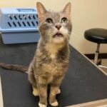 Gatto anziano ignorato per anni al rifugio trova finalmente una casa