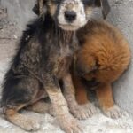 Cagnolino randagio malato cerca cibo tra i rifiuti: la strada non è una scelta
