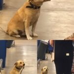 Cane abbandonato davanti al supermercato aspetta per giorni il ritorno del padrone