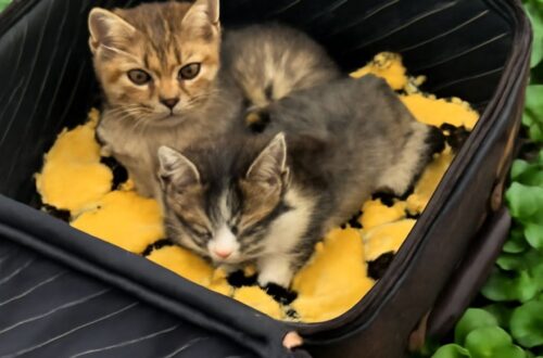 Una gatta con tre cuccioli malati è stata trovata dentro una vecchia valigia trascinata dalla corrente e portata in salvo.