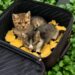 Una gatta con tre cuccioli malati è stata trovata dentro una vecchia valigia trascinata dalla corrente e portata in salvo.