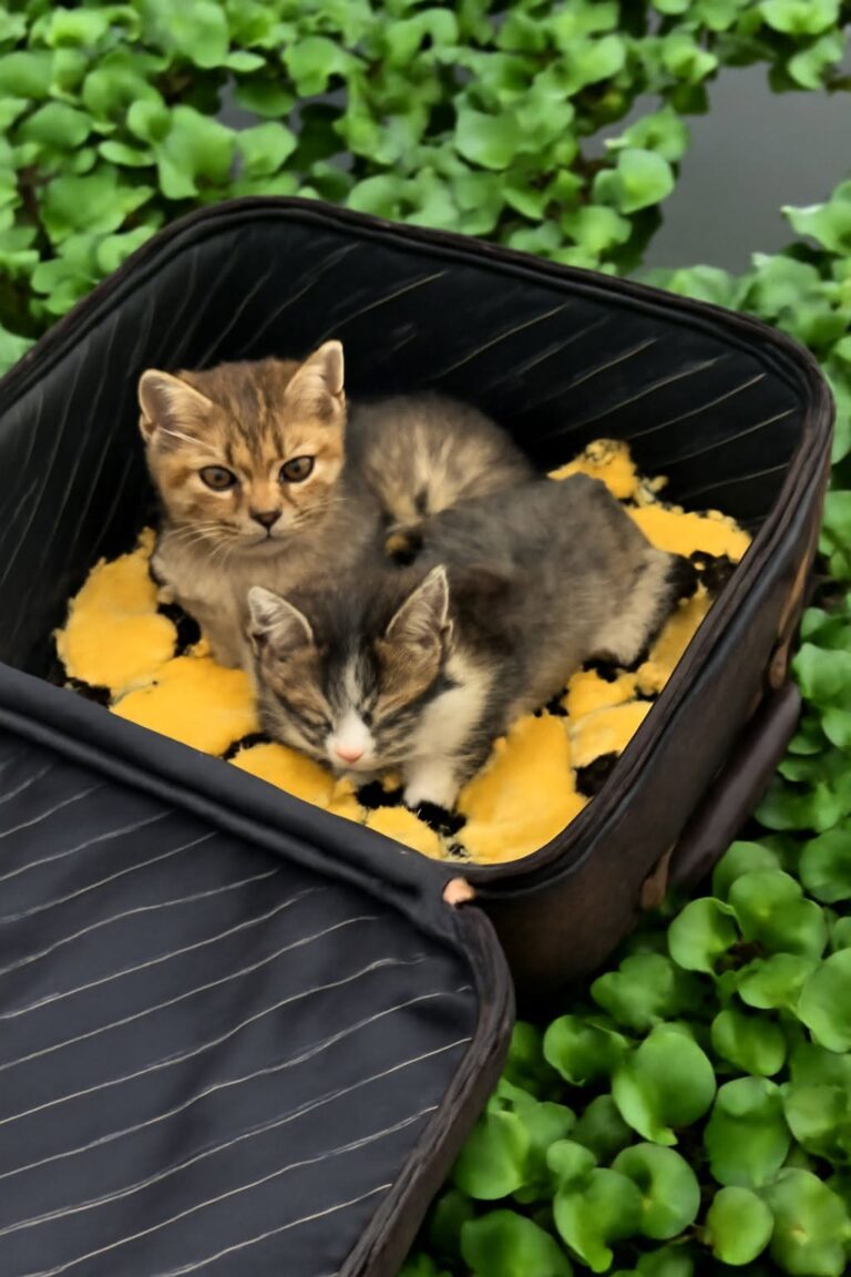 Una gatta con tre cuccioli malati è stata trovata dentro una vecchia valigia trascinata dalla corrente e portata in salvo.