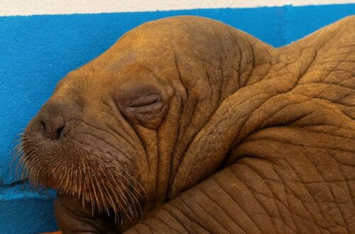 Un piccolo tricheco è stato trovato lontano dal mare sulla costa dell’Alaska e affidato alle cure dell’Alaska SeaLife Center. Era solo, spaventato e lontano dall’acqua. Alcuni operai lo hanno trovato sulla costa gelida dell’Alaska, in una zona in cui un cucciolo di tricheco non avrebbe potuto resistere a lungo senza aiuto. La segnalazione ha fatto scattare l’intervento dei soccorritori, che lo hanno trasferito all’Alaska SeaLife Center, struttura specializzata nella cura della fauna marina. Il piccolo è arrivato debilitato, bisognoso di calore, alimentazione e soprattutto di contatto. Nei primi giorni lo staff ha iniziato a seguirlo costantemente, creando attorno a lui un ambiente protetto e tranquillo, simile per quanto possibile alle condizioni di sicurezza di cui avrebbe avuto bisogno accanto alla madre. Cucciolo di tricheco soccorso sulla costa dell’Alaska I piccoli di tricheco dipendono molto dalla vicinanza fisica. Per sentirsi al sicuro hanno bisogno di contatto, calore e presenza continua. Per questo i volontari e gli operatori dell’Alaska SeaLife Center lo tengono vicino, lo nutrono con attenzione e gli parlano con voce calma durante le cure. Non si tratta soltanto di dargli cibo e riparo. In una fase così delicata, anche la stabilità dell’ambiente e la presenza costante di chi lo assiste diventano parte essenziale del recupero. Ogni gesto viene calibrato per ridurre lo stress e aiutare il cucciolo a reagire. Col passare dei giorni sono arrivati i primi segnali positivi. Il piccolo ha iniziato a bere dal biberon, a riconoscere le persone che si prendono cura di lui e a produrre piccoli suoni. Sono progressi importanti, perché indicano una risposta alle cure e una graduale ripresa dopo il ritrovamento. Le cure al centro marino e i primi miglioramenti La sua storia mostra quanto sia complesso salvare un animale selvatico così giovane. Un cucciolo di tricheco separato dalla madre può andare incontro rapidamente a fame, freddo e disorientamento. L’intervento tempestivo degli operai che lo hanno notato e dei soccorritori ha evitato che rimanesse esposto troppo a lungo. Ora il lavoro dei volontari continua giorno dopo giorno. Lo alimentano, lo monitorano, controllano i suoi progressi e cercano di garantirgli quella sicurezza che in natura avrebbe ricevuto dalla madre. Ogni miglioramento viene osservato con attenzione, perché la strada verso la stabilità può essere lunga. Uno dei volontari ha spiegato che sopravvivere non significa soltanto ricevere cibo e un riparo, ma anche sentirsi amati. Una frase che racconta bene il senso delle cure offerte al piccolo tricheco: non solo assistenza veterinaria, ma anche presenza, pazienza e protezione. Sulla costa dell’Alaska era stato trovato solo e senza difese. Oggi, grazie all’intervento di chi si è fermato e alle cure dell’Alaska SeaLife Center, quel cucciolo ha una possibilità concreta di recuperare forza e continuare a crescere al sicuro.