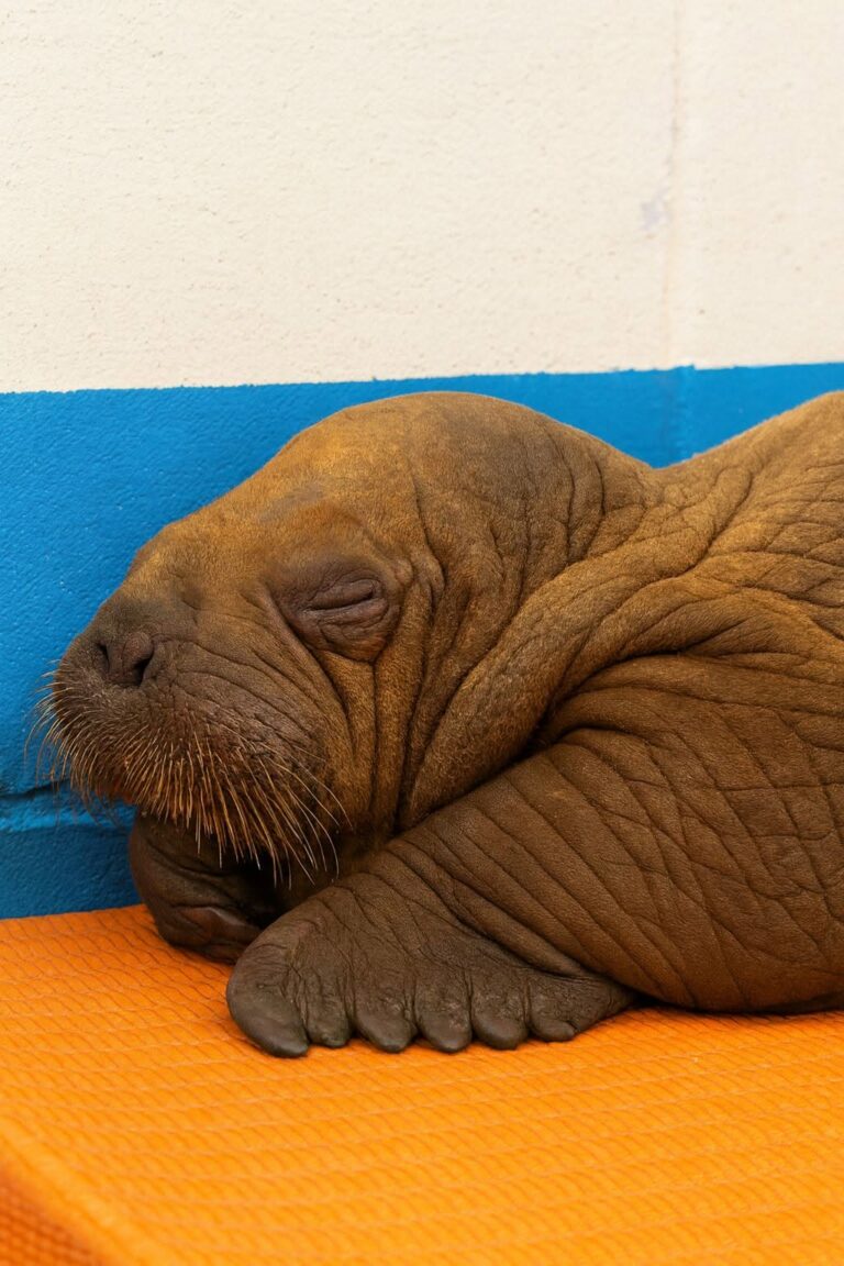 Un piccolo tricheco è stato trovato lontano dal mare sulla costa dell’Alaska e affidato alle cure dell’Alaska SeaLife Center. Era solo, spaventato e lontano dall’acqua. Alcuni operai lo hanno trovato sulla costa gelida dell’Alaska, in una zona in cui un cucciolo di tricheco non avrebbe potuto resistere a lungo senza aiuto. La segnalazione ha fatto scattare l’intervento dei soccorritori, che lo hanno trasferito all’Alaska SeaLife Center, struttura specializzata nella cura della fauna marina. Il piccolo è arrivato debilitato, bisognoso di calore, alimentazione e soprattutto di contatto. Nei primi giorni lo staff ha iniziato a seguirlo costantemente, creando attorno a lui un ambiente protetto e tranquillo, simile per quanto possibile alle condizioni di sicurezza di cui avrebbe avuto bisogno accanto alla madre. Cucciolo di tricheco soccorso sulla costa dell’Alaska I piccoli di tricheco dipendono molto dalla vicinanza fisica. Per sentirsi al sicuro hanno bisogno di contatto, calore e presenza continua. Per questo i volontari e gli operatori dell’Alaska SeaLife Center lo tengono vicino, lo nutrono con attenzione e gli parlano con voce calma durante le cure. Non si tratta soltanto di dargli cibo e riparo. In una fase così delicata, anche la stabilità dell’ambiente e la presenza costante di chi lo assiste diventano parte essenziale del recupero. Ogni gesto viene calibrato per ridurre lo stress e aiutare il cucciolo a reagire. Col passare dei giorni sono arrivati i primi segnali positivi. Il piccolo ha iniziato a bere dal biberon, a riconoscere le persone che si prendono cura di lui e a produrre piccoli suoni. Sono progressi importanti, perché indicano una risposta alle cure e una graduale ripresa dopo il ritrovamento. Le cure al centro marino e i primi miglioramenti La sua storia mostra quanto sia complesso salvare un animale selvatico così giovane. Un cucciolo di tricheco separato dalla madre può andare incontro rapidamente a fame, freddo e disorientamento. L’intervento tempestivo degli operai che lo hanno notato e dei soccorritori ha evitato che rimanesse esposto troppo a lungo. Ora il lavoro dei volontari continua giorno dopo giorno. Lo alimentano, lo monitorano, controllano i suoi progressi e cercano di garantirgli quella sicurezza che in natura avrebbe ricevuto dalla madre. Ogni miglioramento viene osservato con attenzione, perché la strada verso la stabilità può essere lunga. Uno dei volontari ha spiegato che sopravvivere non significa soltanto ricevere cibo e un riparo, ma anche sentirsi amati. Una frase che racconta bene il senso delle cure offerte al piccolo tricheco: non solo assistenza veterinaria, ma anche presenza, pazienza e protezione. Sulla costa dell’Alaska era stato trovato solo e senza difese. Oggi, grazie all’intervento di chi si è fermato e alle cure dell’Alaska SeaLife Center, quel cucciolo ha una possibilità concreta di recuperare forza e continuare a crescere al sicuro.