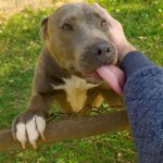 Doveva andare al lavoro, ma si ferma a salvare una cagnolina maltrattata e sfugge a un incidente