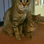 Gatta randagia arriva davanti a una porta con il suo cucciolo tra le zampe