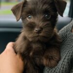 Cagnolino raccolto dalla strada non si allontana più da chi lo ha salvato
