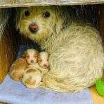 Cagnolino trovato in una scatola tra i cespugli con due suoi cuccioli: salvato prima del temporale