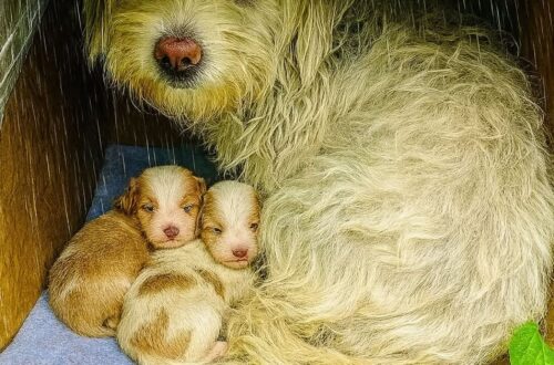 Un cagnolino è stato trovato nascosto in una scatola di cartone tra i cespugli poco prima dell’arrivo della pioggia.