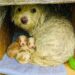 Un cagnolino è stato trovato nascosto in una scatola di cartone tra i cespugli poco prima dell’arrivo della pioggia.