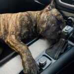 Cane appena adottato si addormenta in auto pochi minuti dopo l’uscita dal rifugio