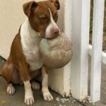 Cagnolino torna ogni giorno davanti alla scuola con un pallone tra i denti