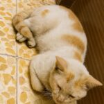 Gatto di strada entra in casa per ripararsi dal caldo: da una settimana torna ogni giorno
