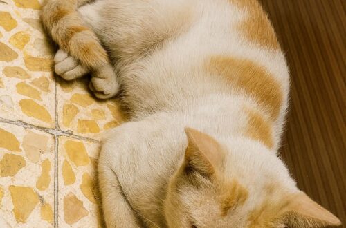 Gatto di strada entra in casa per ripararsi dal caldo: da una settimana torna ogni giorno Un gatto randagio ha iniziato a cercare riparo in una casa durante le ore più calde, trovando cibo, frescura e sicurezza. Da una settimana arriva quasi sempre allo stesso modo: corre verso la porta, aspetta che si apra ed entra in fretta, come se sapesse esattamente dove trovare sollievo. È un gatto di strada, abituato a vivere fuori, ma il caldo degli ultimi giorni lo ha spinto a cercare un posto più sicuro. Non chiede molto. Una volta dentro, sceglie un angolo tranquillo, si sistema e dorme a lungo, fino a quando il sole comincia a calare. Nessuno lo manda via, nessuno lo disturba. In quella casa ha trovato una pausa dalla fatica della strada e dalle temperature soffocanti che rendono difficili anche i gesti più semplici. Gatto di strada cerca riparo dal caldo in casa Chi lo ha accolto ha deciso di lasciargli spazio, senza forzarlo. Gli offre lo stesso cibo destinato agli altri gatti di casa e gli permette di riposare in un ambiente più fresco. Un gesto minimo, ma importante per un animale che vive all’aperto e che può trovarsi in difficoltà durante le giornate più torride. I gatti randagi spesso cercano ombra, acqua e luoghi protetti per superare le ore più pesanti. Quando entrano in un cortile, su un balcone o davanti a una porta, non sempre stanno cercando contatto. A volte hanno solo bisogno di respirare, bere, riposare, allontanarsi per qualche ora dall’asfalto caldo e dai rumori della strada. In questo caso il gatto ha trovato una routine semplice: arriva, entra, mangia, dorme. Poi, quando la temperatura diventa più sopportabile, riprende il suo cammino. Non c’è invadenza, ma un bisogno evidente di protezione temporanea. Un piccolo gesto può aiutare un animale in difficoltà La storia ricorda quanto possa contare l’attenzione verso gli animali che vivono fuori casa. Non possono spiegare quando hanno fame, sete, dolore o paura. Il loro disagio si manifesta attraverso comportamenti piccoli: avvicinarsi a una porta, cercare ombra, restare immobili in un punto fresco, entrare appena trovano un varco. Scacciarli senza capire la situazione può significare lasciarli di nuovo soli davanti a condizioni difficili. Accoglierli con prudenza, invece, può fare la differenza. Basta poco: una ciotola d’acqua pulita, un po’ di cibo, un angolo riparato, la possibilità di riposare senza essere disturbati. Naturalmente è sempre importante rispettare gli animali già presenti in casa e valutare la situazione con attenzione, soprattutto se il gatto appare malato, ferito o molto debilitato. In quei casi può essere utile contattare un veterinario, un’associazione o chi si occupa di recupero e tutela degli animali. Per questo gatto di strada, però, quella porta aperta è diventata un rifugio nelle ore più dure. Non una casa imposta, ma un luogo in cui sentirsi al sicuro per un po’. E a volte la gentilezza comincia proprio così: lasciando spazio a chi, in silenzio, sta solo chiedendo aiuto.