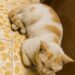 Gatto di strada entra in casa per ripararsi dal caldo: da una settimana torna ogni giorno Un gatto randagio ha iniziato a cercare riparo in una casa durante le ore più calde, trovando cibo, frescura e sicurezza. Da una settimana arriva quasi sempre allo stesso modo: corre verso la porta, aspetta che si apra ed entra in fretta, come se sapesse esattamente dove trovare sollievo. È un gatto di strada, abituato a vivere fuori, ma il caldo degli ultimi giorni lo ha spinto a cercare un posto più sicuro. Non chiede molto. Una volta dentro, sceglie un angolo tranquillo, si sistema e dorme a lungo, fino a quando il sole comincia a calare. Nessuno lo manda via, nessuno lo disturba. In quella casa ha trovato una pausa dalla fatica della strada e dalle temperature soffocanti che rendono difficili anche i gesti più semplici. Gatto di strada cerca riparo dal caldo in casa Chi lo ha accolto ha deciso di lasciargli spazio, senza forzarlo. Gli offre lo stesso cibo destinato agli altri gatti di casa e gli permette di riposare in un ambiente più fresco. Un gesto minimo, ma importante per un animale che vive all’aperto e che può trovarsi in difficoltà durante le giornate più torride. I gatti randagi spesso cercano ombra, acqua e luoghi protetti per superare le ore più pesanti. Quando entrano in un cortile, su un balcone o davanti a una porta, non sempre stanno cercando contatto. A volte hanno solo bisogno di respirare, bere, riposare, allontanarsi per qualche ora dall’asfalto caldo e dai rumori della strada. In questo caso il gatto ha trovato una routine semplice: arriva, entra, mangia, dorme. Poi, quando la temperatura diventa più sopportabile, riprende il suo cammino. Non c’è invadenza, ma un bisogno evidente di protezione temporanea. Un piccolo gesto può aiutare un animale in difficoltà La storia ricorda quanto possa contare l’attenzione verso gli animali che vivono fuori casa. Non possono spiegare quando hanno fame, sete, dolore o paura. Il loro disagio si manifesta attraverso comportamenti piccoli: avvicinarsi a una porta, cercare ombra, restare immobili in un punto fresco, entrare appena trovano un varco. Scacciarli senza capire la situazione può significare lasciarli di nuovo soli davanti a condizioni difficili. Accoglierli con prudenza, invece, può fare la differenza. Basta poco: una ciotola d’acqua pulita, un po’ di cibo, un angolo riparato, la possibilità di riposare senza essere disturbati. Naturalmente è sempre importante rispettare gli animali già presenti in casa e valutare la situazione con attenzione, soprattutto se il gatto appare malato, ferito o molto debilitato. In quei casi può essere utile contattare un veterinario, un’associazione o chi si occupa di recupero e tutela degli animali. Per questo gatto di strada, però, quella porta aperta è diventata un rifugio nelle ore più dure. Non una casa imposta, ma un luogo in cui sentirsi al sicuro per un po’. E a volte la gentilezza comincia proprio così: lasciando spazio a chi, in silenzio, sta solo chiedendo aiuto.
