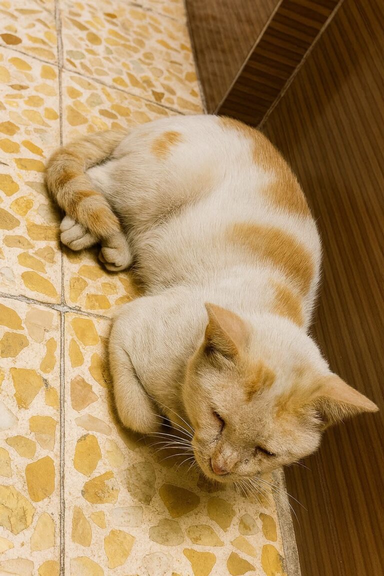 Gatto di strada entra in casa per ripararsi dal caldo: da una settimana torna ogni giorno Un gatto randagio ha iniziato a cercare riparo in una casa durante le ore più calde, trovando cibo, frescura e sicurezza. Da una settimana arriva quasi sempre allo stesso modo: corre verso la porta, aspetta che si apra ed entra in fretta, come se sapesse esattamente dove trovare sollievo. È un gatto di strada, abituato a vivere fuori, ma il caldo degli ultimi giorni lo ha spinto a cercare un posto più sicuro. Non chiede molto. Una volta dentro, sceglie un angolo tranquillo, si sistema e dorme a lungo, fino a quando il sole comincia a calare. Nessuno lo manda via, nessuno lo disturba. In quella casa ha trovato una pausa dalla fatica della strada e dalle temperature soffocanti che rendono difficili anche i gesti più semplici. Gatto di strada cerca riparo dal caldo in casa Chi lo ha accolto ha deciso di lasciargli spazio, senza forzarlo. Gli offre lo stesso cibo destinato agli altri gatti di casa e gli permette di riposare in un ambiente più fresco. Un gesto minimo, ma importante per un animale che vive all’aperto e che può trovarsi in difficoltà durante le giornate più torride. I gatti randagi spesso cercano ombra, acqua e luoghi protetti per superare le ore più pesanti. Quando entrano in un cortile, su un balcone o davanti a una porta, non sempre stanno cercando contatto. A volte hanno solo bisogno di respirare, bere, riposare, allontanarsi per qualche ora dall’asfalto caldo e dai rumori della strada. In questo caso il gatto ha trovato una routine semplice: arriva, entra, mangia, dorme. Poi, quando la temperatura diventa più sopportabile, riprende il suo cammino. Non c’è invadenza, ma un bisogno evidente di protezione temporanea. Un piccolo gesto può aiutare un animale in difficoltà La storia ricorda quanto possa contare l’attenzione verso gli animali che vivono fuori casa. Non possono spiegare quando hanno fame, sete, dolore o paura. Il loro disagio si manifesta attraverso comportamenti piccoli: avvicinarsi a una porta, cercare ombra, restare immobili in un punto fresco, entrare appena trovano un varco. Scacciarli senza capire la situazione può significare lasciarli di nuovo soli davanti a condizioni difficili. Accoglierli con prudenza, invece, può fare la differenza. Basta poco: una ciotola d’acqua pulita, un po’ di cibo, un angolo riparato, la possibilità di riposare senza essere disturbati. Naturalmente è sempre importante rispettare gli animali già presenti in casa e valutare la situazione con attenzione, soprattutto se il gatto appare malato, ferito o molto debilitato. In quei casi può essere utile contattare un veterinario, un’associazione o chi si occupa di recupero e tutela degli animali. Per questo gatto di strada, però, quella porta aperta è diventata un rifugio nelle ore più dure. Non una casa imposta, ma un luogo in cui sentirsi al sicuro per un po’. E a volte la gentilezza comincia proprio così: lasciando spazio a chi, in silenzio, sta solo chiedendo aiuto.