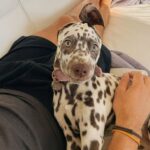 Naya, la cucciola considerata “troppo” che ha trovato finalmente casa