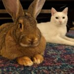 Gatto peggiora in poche ore, poi il coniglio Bo gli resta accanto e tutto cambia