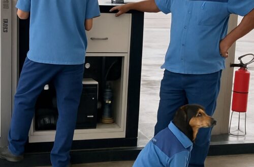 Un cane lasciato accanto a una pompa di servizio è stato recuperato dai volontari e oggi aiuta gli altri animali accolti.