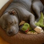 Pitbull anziano adottato a 13 anni dopo una lunga attesa in cerca di casa