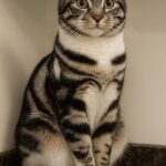 Gatto scelto al rifugio dopo giorni di attesa: era nascosto in un angolo