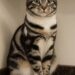 Gatto scelto al rifugio dopo giorni di attesa: era nascosto in un angolo Un gatto timido e diverso dagli altri è stato adottato dopo un incontro silenzioso tra le gabbie del rifugio. Per giorni aveva camminato tra le gabbie del rifugio, osservando gatti in cerca di attenzione e ascoltando richiami sommessi. Ogni box raccontava una storia diversa, fatta di attese, abitudini spezzate e sguardi rivolti verso chi passava. Poi, in un angolo, lo ha visto. Non era il gatto che molti avrebbero notato per primo. Aveva un manto tigrato dai disegni particolari, uno sguardo diverso dal solito e un modo di stare al mondo quasi invisibile. Non si agitava, non cercava di farsi scegliere a tutti i costi. Restava fermo, raccolto, come se avesse imparato ad aspettare senza disturbare. Il gatto del rifugio nascosto in un angolo A colpire non è stata una richiesta insistente di attenzioni, ma il contrario. Quel gatto sembrava custodire una calma profonda, una dignità silenziosa che lo rendeva diverso dagli altri. Non chiedeva amore, eppure sembrava sapere di meritarlo. La donna si è seduta accanto alla sua gabbia senza fretta. Nessun gesto brusco, nessuna pressione. Ha aspettato che fosse lui a decidere se avvicinarsi. In un rifugio, dove molti animali arrivano dopo esperienze difficili, anche pochi centimetri possono avere un significato enorme. Dopo un po’, il gatto ha fatto il primo passo. Si è avvicinato piano e ha appoggiato il muso sulla sua mano. Un gesto semplice, quasi impercettibile, ma sufficiente a cambiare tutto. In quel contatto è arrivata la certezza: non poteva lasciarlo lì. L’adozione e la nuova vita in casa Da quel giorno il gatto vive in casa con lei. Il manto che qualcuno poteva giudicare insolito è diventato parte della sua bellezza. Lo sguardo che al rifugio sembrava distante ora accompagna momenti di quiete, fusa e fiducia. Quando si accoccola vicino a lei, non c’è più nulla di strano da osservare. C’è soltanto un animale che ha trovato il suo posto e una persona che, scegliendolo, ha scoperto un legame inatteso. La sua storia ricorda quanto spesso gli animali più timidi restino indietro nelle adozioni. Non sempre si fanno notare. Non sempre corrono verso le persone. Alcuni aspettano in silenzio, nascosti in un angolo, e hanno bisogno di qualcuno disposto a guardarli con più attenzione. In questo caso, quell’incontro ha cambiato due vite. Il gatto ha lasciato il rifugio e ha trovato una casa. Chi lo ha adottato, invece, ha trovato una presenza capace di riempire spazi che forse non sapeva di avere vuoti. Non è stata soltanto un’adozione. È stato il riconoscimento di una bellezza rimasta fuori dagli sguardi più frettolosi, quella che spesso si trova proprio dove nessuno si ferma abbastanza a lungo.