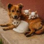 Cagnolino randagio trova tre gattini abbandonati e li protegge dal freddo