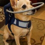 Cane cieco adottato dal rifugio riconosce la sua famiglia senza averla mai vista