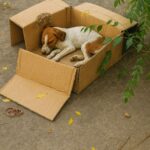 Cagnolino abbandonato in una scatola di cartone: cercava solo un posto sicuro