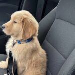 Gus, il cucciolo salvato prima di nascere che ha trovato casa dopo il rifugio