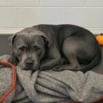 Bella restituita perché cercava troppo affetto: la pitbull aspetta una nuova famiglia