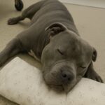 Il pitbull si arrende dopo giorni in clinica: l’ultimo saluto accanto alla sua famiglia