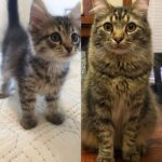 Micio ritrovato dopo otto anni grazie al microchip: era scomparso da casa
