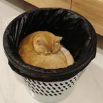 Panico in casa per il gatto scomparso, ritrovato nel posto più impensabile