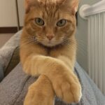 Gatto abbandonato con una ciotola, poi sceglie da solo la sua nuova casa