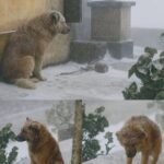 Ogni giorno fissava la strada: il cane che non smise mai di aspettare il suo padrone andato via per sempre