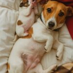 Cagnolina salvata dalla strada partorisce due cuccioli: ora sono tutti al sicuro