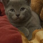 Zipper, il gatto selvatico che dopo cinque anni ha scelto di fidarsi