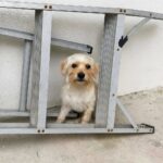 Fame, freddo e solitudine sotto una scala: il cane salvato grazie a un gesto semplice