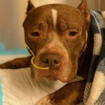 L’ultimo saluto al cane malato, accompagnato fino alla fine con la sua coperta blu