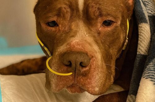 Dopo giorni di cure e fatica, il cane è stato lasciato andare senza sofferenza, accanto alla persona che lo amava.