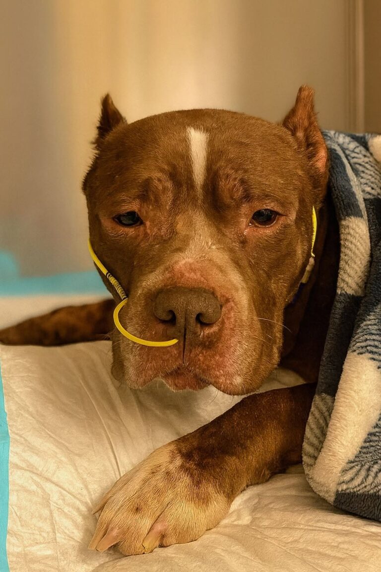 Dopo giorni di cure e fatica, il cane è stato lasciato andare senza sofferenza, accanto alla persona che lo amava.
