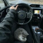 Trova una gattina sul ciglio della strada, lei gli salta in braccio e si addormenta