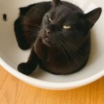 Il gatto occupava sempre il bagno, la famiglia gli compra un lavandino tutto suo