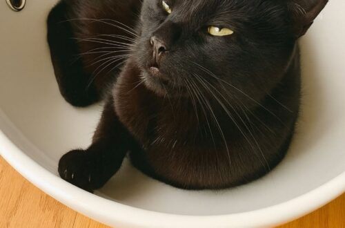 Il gatto occupava sempre il bagno, la famiglia gli compra un lavandino tutto suo Ogni mattina il gatto si sistemava nel lavandino del bagno: alla fine i proprietari hanno deciso di montarne uno solo per lui. In casa avevano provato a resistere, ma il risultato era sempre lo stesso. Ogni mattina il lavandino del bagno era già occupato. Non da un oggetto lasciato fuori posto, ma dal gatto di famiglia, sistemato con assoluta naturalezza nel punto più scomodo possibile per chiunque dovesse prepararsi. Lo trovavano lì, accoccolato nella ceramica, mentre osservava la routine mattutina con aria calma e severa. Spostarlo non era semplice. Ogni tentativo veniva accolto con uno sguardo fermo, quasi offeso, come se quel lavandino fosse sempre stato suo e gli umani stessero soltanto tardando a capirlo. Il gatto padrone del lavandino Con il passare dei giorni, quella presenza è diventata una regola domestica non scritta. Il bagno aveva i suoi orari, le sue abitudini e un proprietario molto determinato. Il gatto non chiedeva permesso, non cercava un’alternativa, non sembrava interessato a cuscini, cucce o superfici più comode. Voleva il lavandino. Per molte famiglie che vivono con un felino, non è una scena così insolita. I gatti scelgono posti imprevedibili e, una volta individuato l’angolo giusto, difficilmente accettano compromessi. In questo caso, però, la preferenza era diventata talmente stabile da trasformarsi in un piccolo problema quotidiano. Così i proprietari hanno smesso di provare a convincerlo. Invece di continuare a spostarlo ogni mattina, hanno deciso di prendere atto della situazione e di renderla ufficiale: se il lavandino era diventato il suo posto preferito, allora ne avrebbe avuto uno tutto per sé. Il mini lavandino montato solo per lui La soluzione è stata tanto inutile quanto perfetta: un mini lavandino dedicato esclusivamente al gatto. Non un accessorio indispensabile, non una scelta dettata dal design, ma una resa domestica firmata con ironia davanti alla volontà del vero padrone di casa. Una volta montato, il collaudo è stato immediato. Il gatto è salito al primo tentativo, si è sistemato nella nuova postazione e si è accoccolato con evidente soddisfazione. Nessuna esitazione, nessuna diffidenza. Sembrava aver atteso esattamente quel momento. Poi è arrivato lo sguardo. Quello tipico dei gatti quando ottengono ciò che volevano fin dall’inizio: tranquillo, superiore, definitivo. Da quel momento, il mini lavandino è diventato il suo regno personale. Una resa domestica trasformata in scelta geniale La storia racconta con leggerezza una delle verità più note a chi convive con un gatto: spesso sono loro a decidere davvero come usare gli spazi di casa. Gli umani acquistano cucce, coperte e accessori studiati, ma il felino sceglie una scatola, una sedia, un ripiano o, come in questo caso, un lavandino. L’acquisto può sembrare assurdo, ma ha risolto un’abitudine diventata impossibile da ignorare. Il gatto ha mantenuto il suo posto preferito, i proprietari hanno recuperato il lavandino principale e la casa ha trovato un nuovo equilibrio, per quanto particolare. Alla fine, il mini lavandino è diventato molto più di un oggetto. È il simbolo di una convivenza fatta di compromessi, ironia e piccoli cedimenti quotidiani. Inutile, forse. Geniale, sicuramente. E per il gatto, semplicemente necessario.