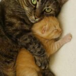 La gatta partorisce un solo cucciolo e non si separa più da lui