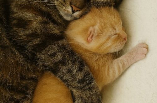 Dopo il parto è nato un unico gattino: da quel momento la madre lo protegge, lo scalda e resta sempre accanto a lui.