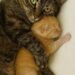 Dopo il parto è nato un unico gattino: da quel momento la madre lo protegge, lo scalda e resta sempre accanto a lui.