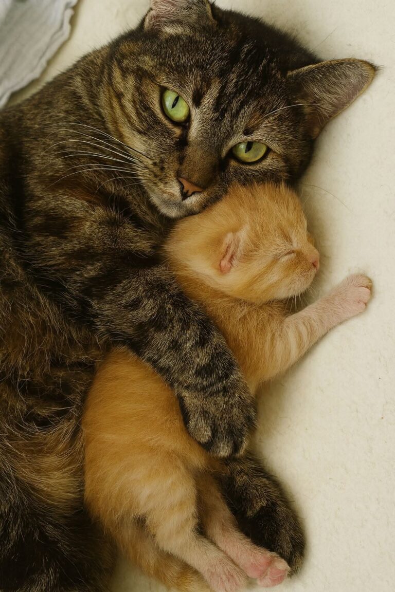 Dopo il parto è nato un unico gattino: da quel momento la madre lo protegge, lo scalda e resta sempre accanto a lui.
